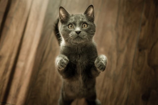 chat