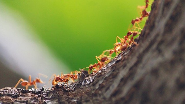 fourmis