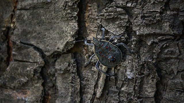 insecte-xylophage