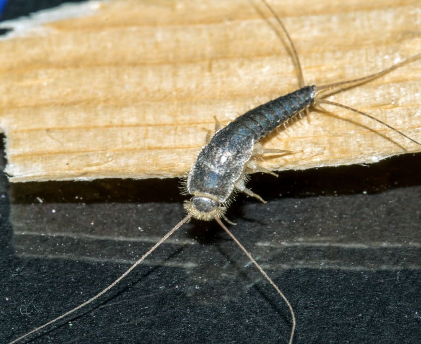 lepisme