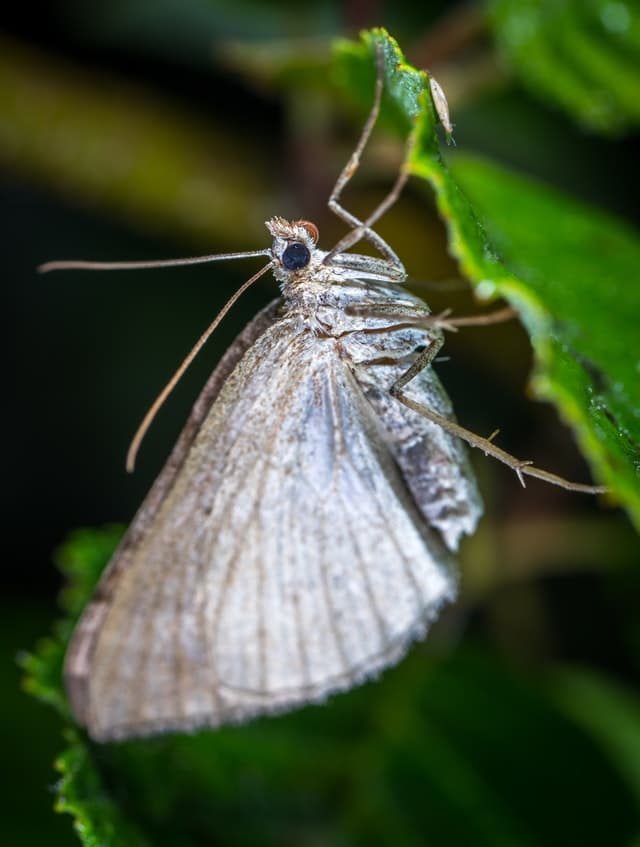 mites