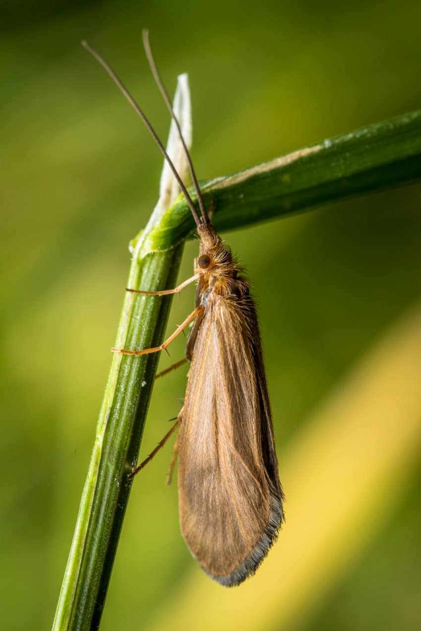 mite