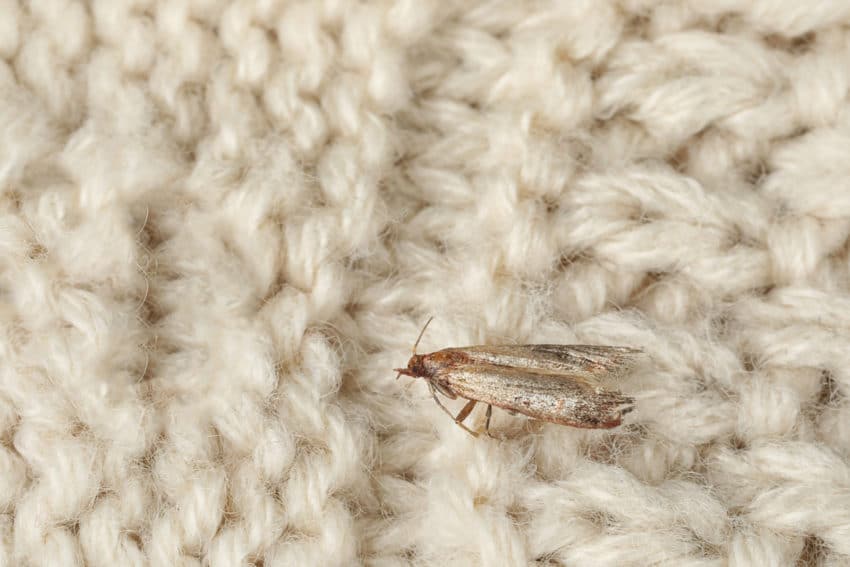 mite