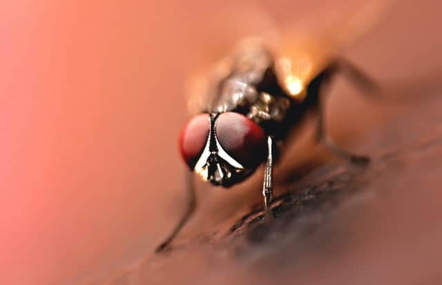 mouche