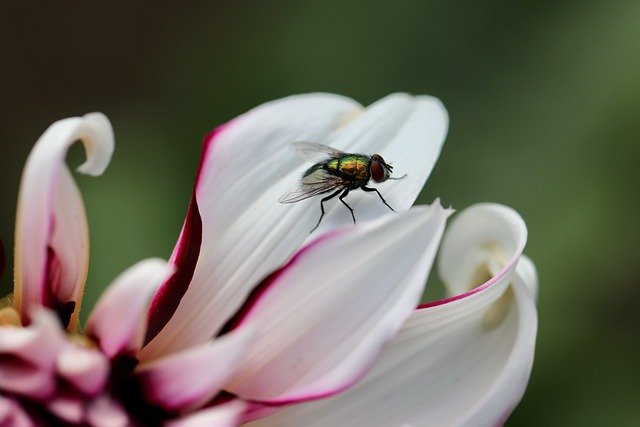 mouche
