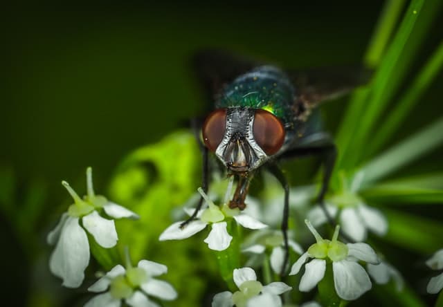 mouche