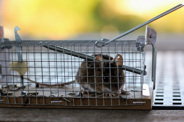 piège à souris