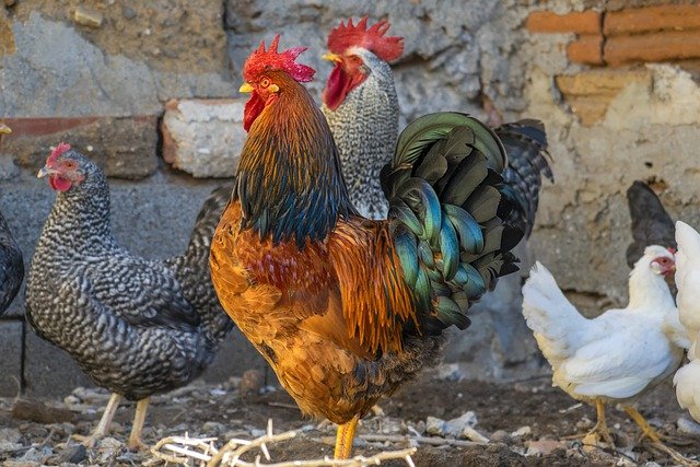 poules