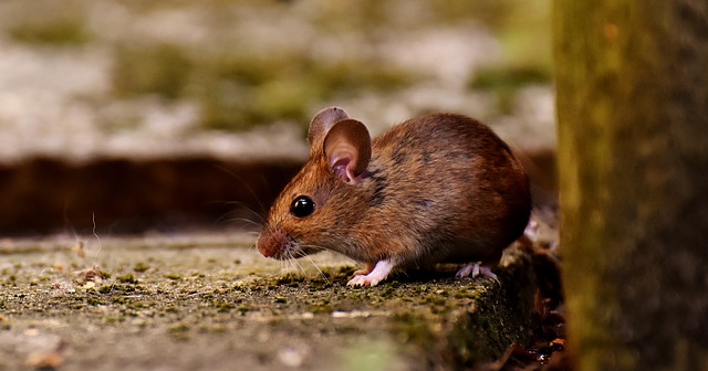 souris