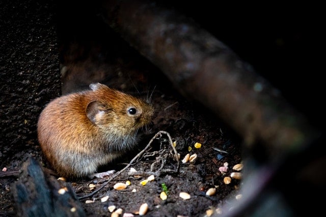 souris